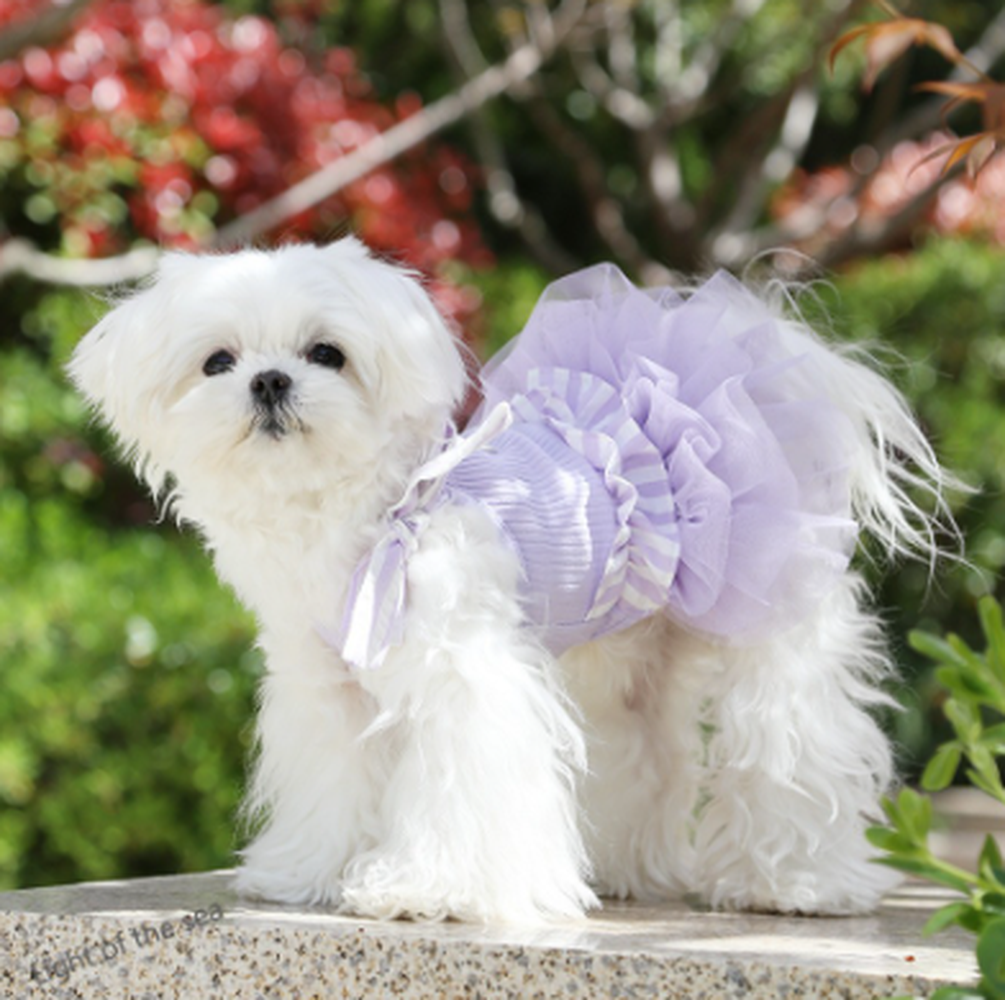 湘南ドッグ | 海と暮らす、愛犬のおしゃれ犬服ブランド